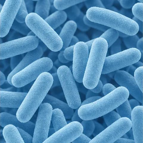 Aspetto e materia prima: Lactobacillus acidophilus SGL 11
