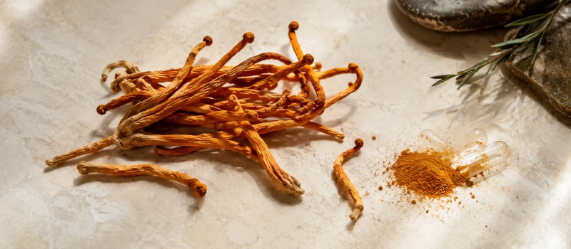 Cordyceps sinensis 30% polisaccaridi