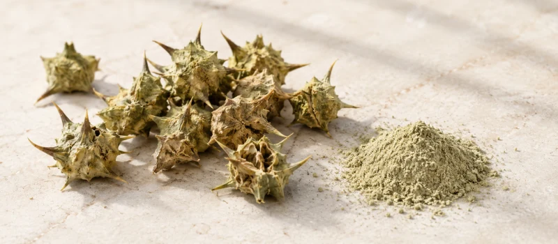 Tribulus terrestris 40% saponine